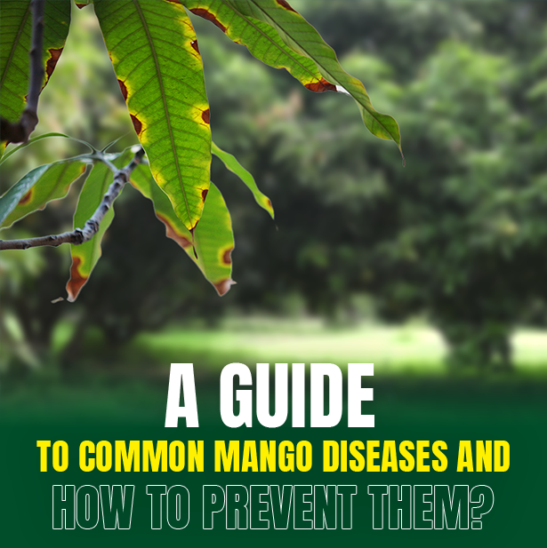 A Guide to Common Mango Diseases in mango farmland and How to Prevent Them?