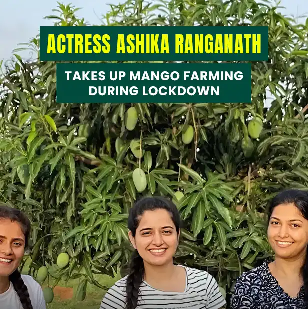 Actress Ashika Ranganath Takes Up Mango Farming During Lockdown