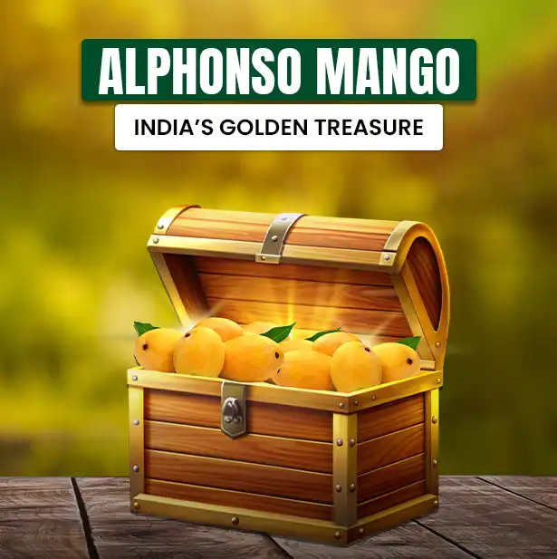 Alphonso Mango: India's Golden Treasure and Mango Farmland Investment