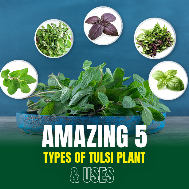 Amazing Five Types of Tulsi Plant and Uses | M/S HolidaysMangofarm Blog