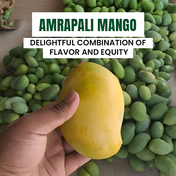 Amrapali-mango