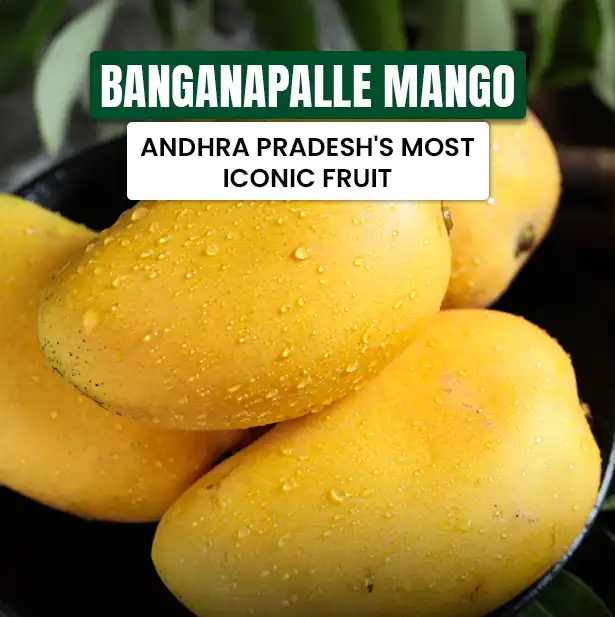 Banganapalle Mango Andhra-pradesh