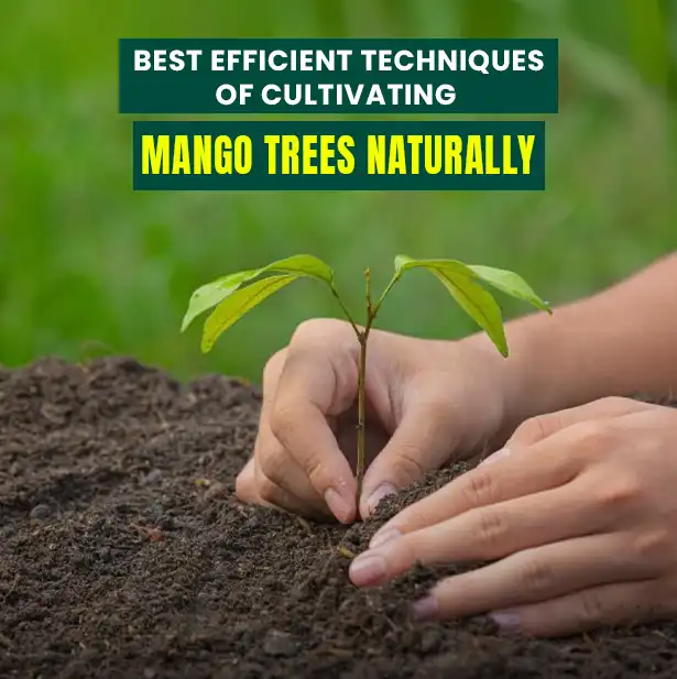 Best Efficient Techniques for Naturally Cultivating Mango Trees | M/S HolidaysMangofarm