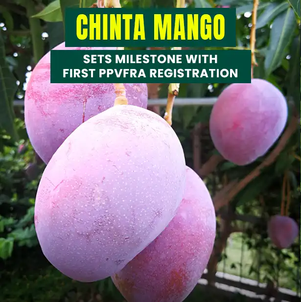 Chinta Mango Sets Milestone with First PPVFRA Registration | M/S HolidaysMangoFarm