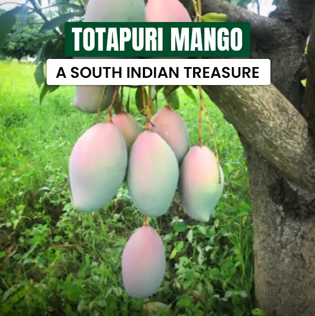 Totapuri Mangoes