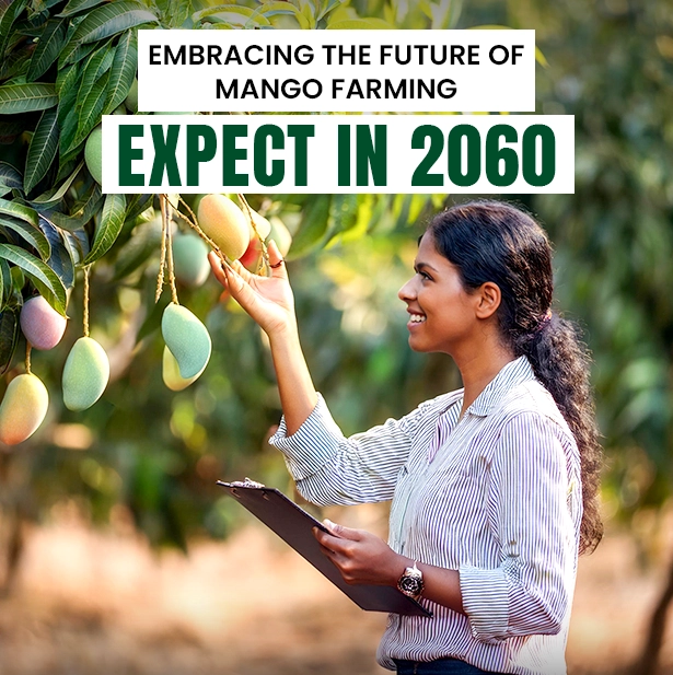 Mango Farming 2060: The Future of Flavor and Sustainability