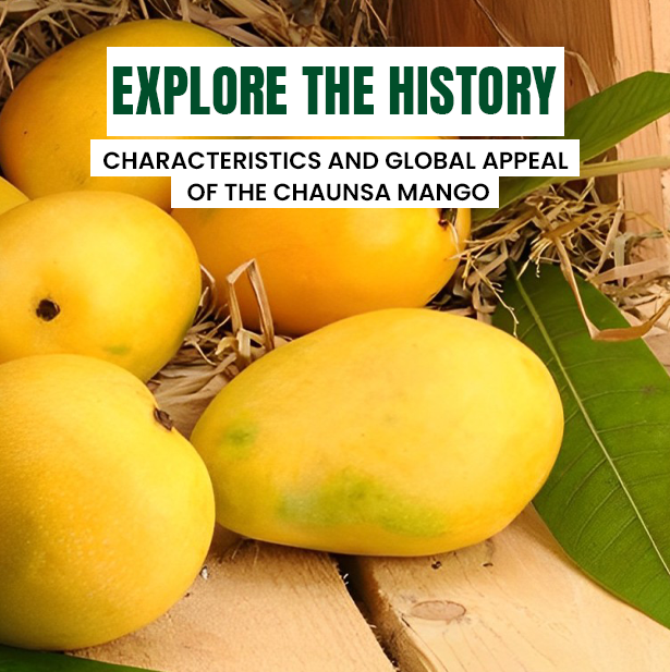 Chaunsa Mangoes