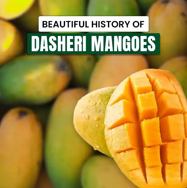 Dasheri Mangoes