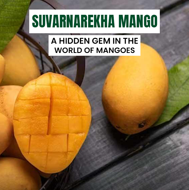 Suvarnarekha Mangoes