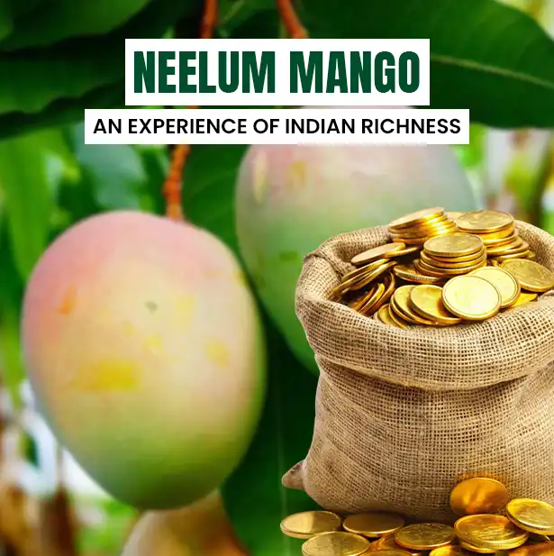 Neelum Mangoes