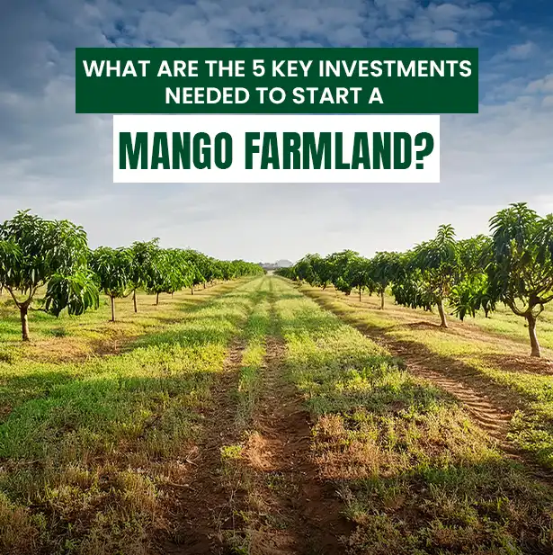 5 Key Investments for Starting a Successful Mango Farmland