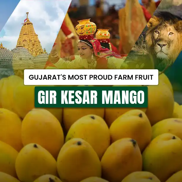 Gir Kesar Mangoes