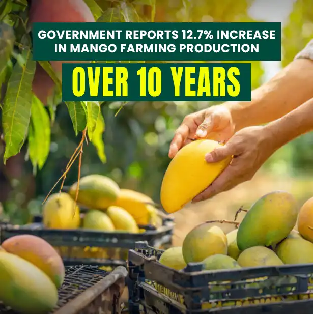 Government Reports 12.7% Increase in Mango Farming Production Over 10 Years