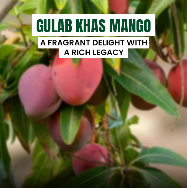 Gulab Khas Mangoes