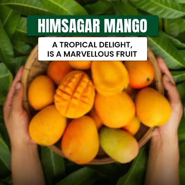 Himsagar Mango