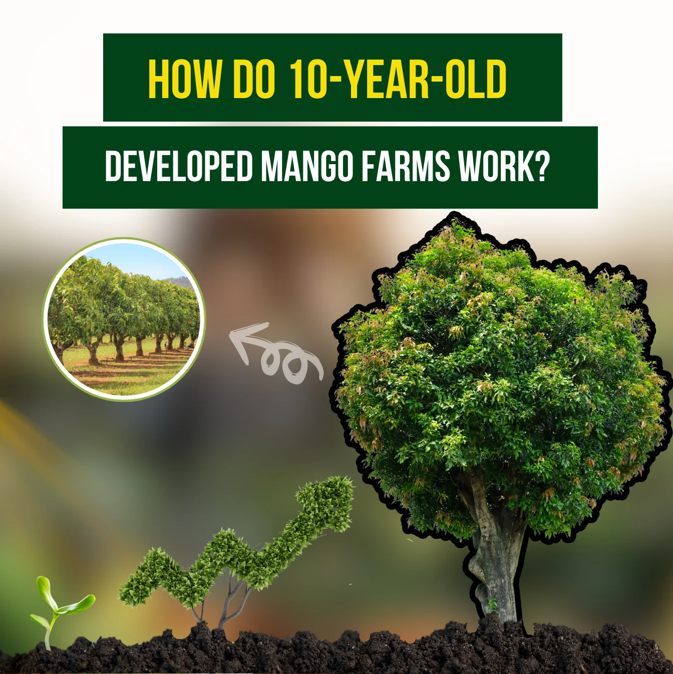 How Do 10-Year-Old Developed Mango Farms Work? | M/S Holidaysfarm Blog