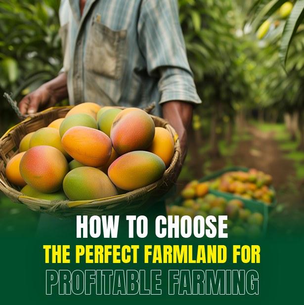 How to Choose the Perfect Farmland for Profitable Farming | M/S Holidays MangoFarms