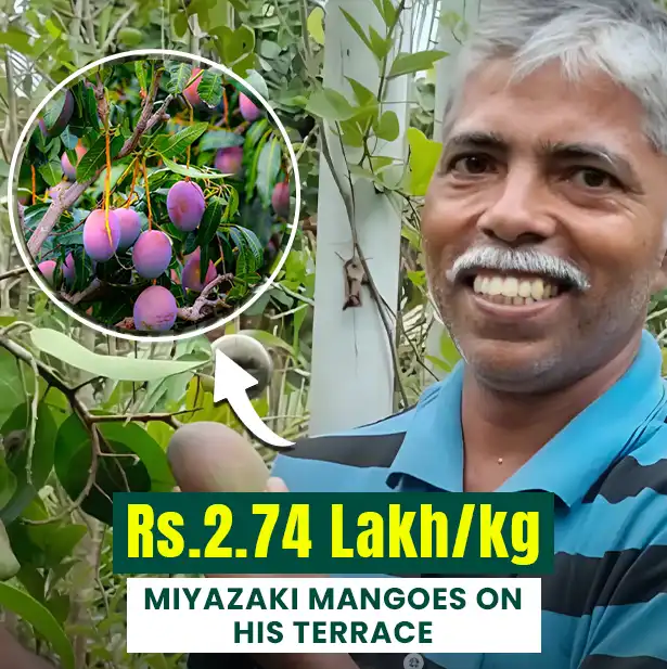 India's First Farmer Grows Rs. 2.74 Lakh/Kg Miyazaki Mangoes