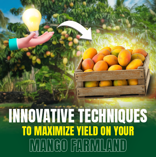 Innovative Techniques to Maximize Yield on Your Mango Farmland