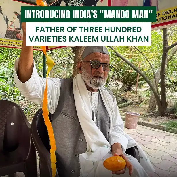 Introducing India's Mango Man: Kaleem Ullah Khan’s 300 Varieties