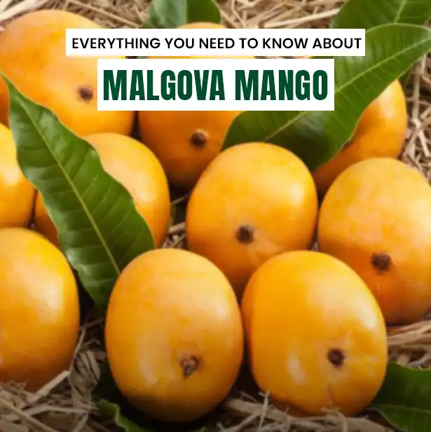 Malgova Mangoes