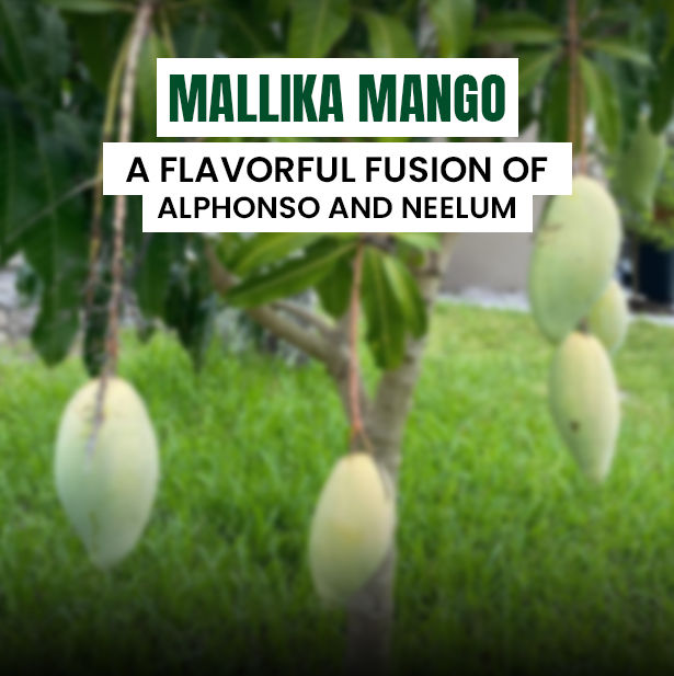 Mallika Mangoes