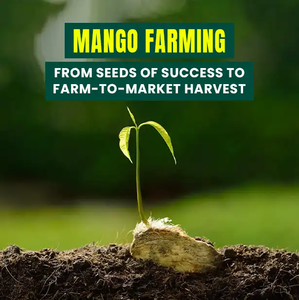 Mango Farming: From Seeds of Success to Farm-to-Market Harvest