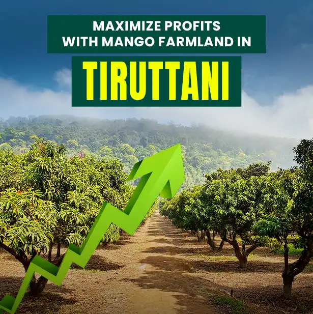 Maximize Profits with Mango Farmland in Tiruttani