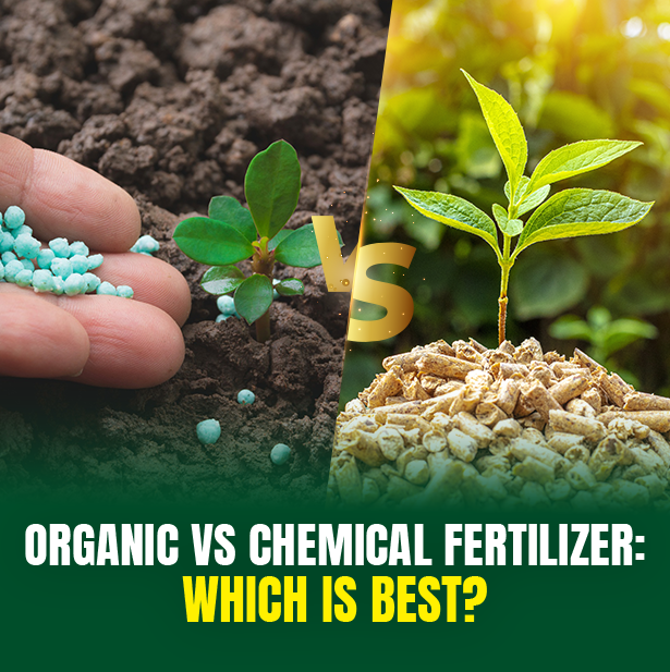 Organic vs Chemical Fertilizer: Which Is Best For Your Farm? | M/S Holidays MangoFarms Blog