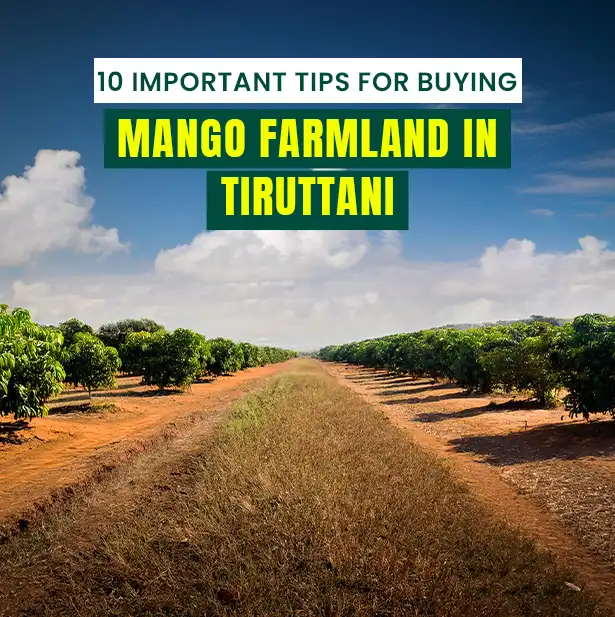 10 Important Tips for Buying Mango Farmland in Tiruttani