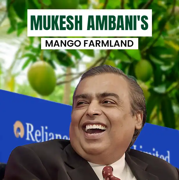 Mango Farm Chennai