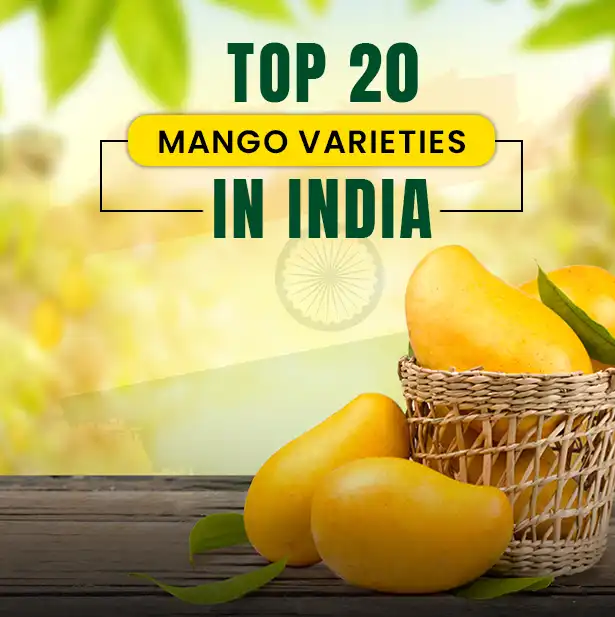 Mangoes India