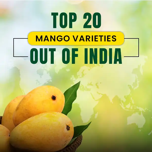 Mangoes India