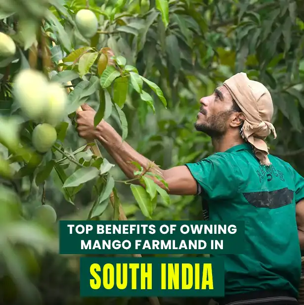 Top Benefits of Owning Mango Farmland in South India