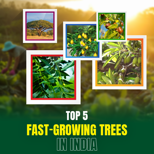 Top Five Fast-Growing Trees in India | M/S Holidays MangoFarms Blog