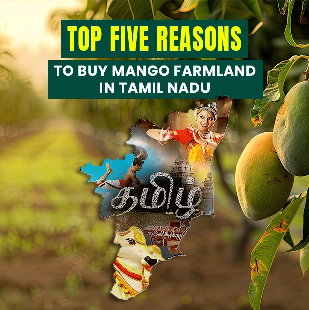 Top Five Reasons to Buy Mango Farmland in Tamilnadu