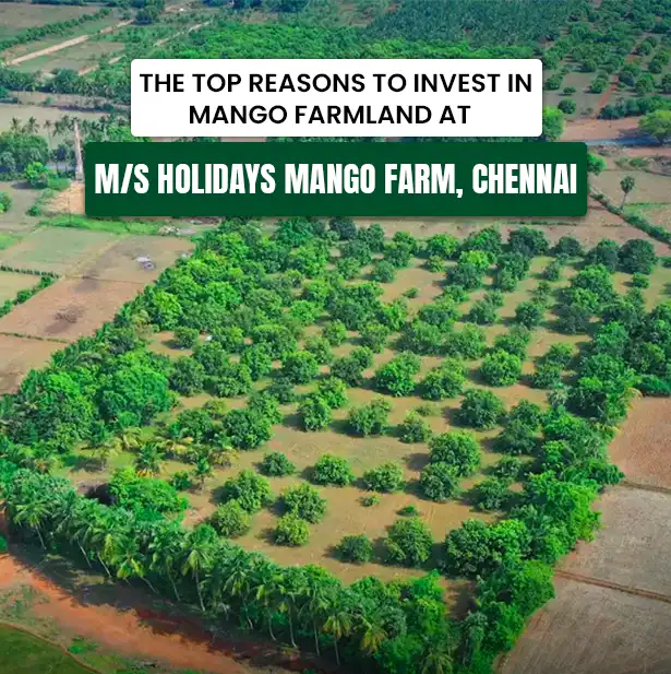 Mango Farmland