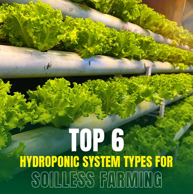 Top 6 Hydroponic Systems for Soilless Farming | Hydroponic Farming