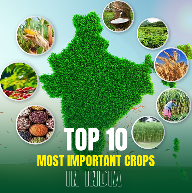 Top Ten Most Important Crops in India