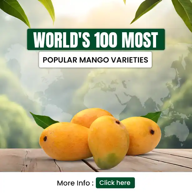 Mangoes India