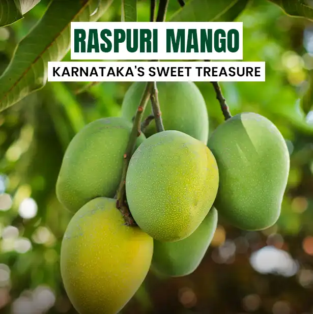 Raspuri Mangoes Karnatakas