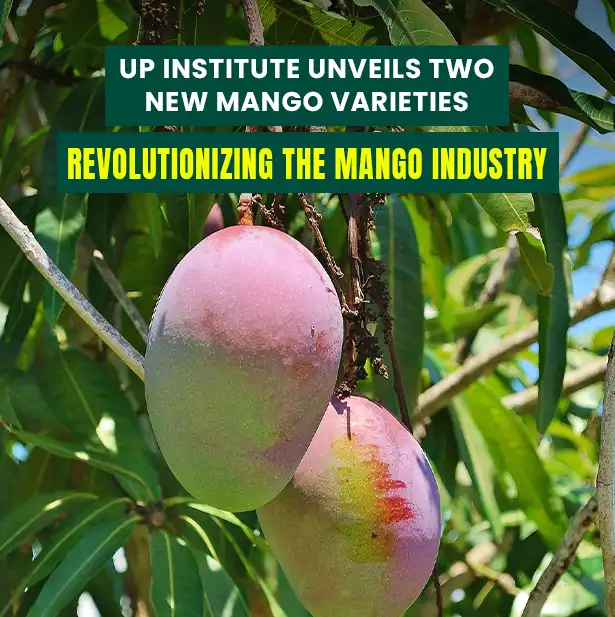 UP Institute Unveils Two New Mango Varieties: Revolutionizing the Mango Industry