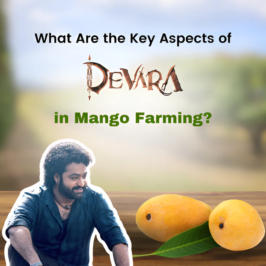 What Are the Key Aspects of DEVARA in Mango Farming? | M/S Holidaysfarm