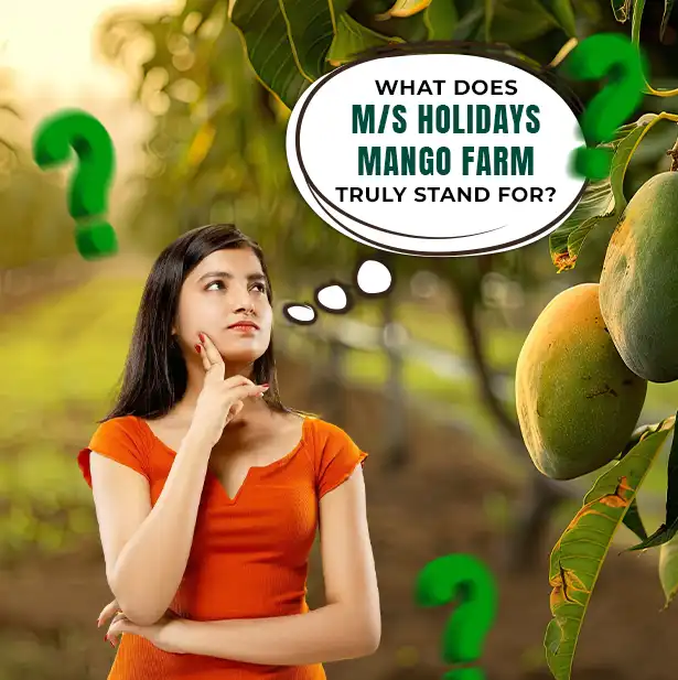 What Does M/S Holidays Mango Farm Truly Stand For?