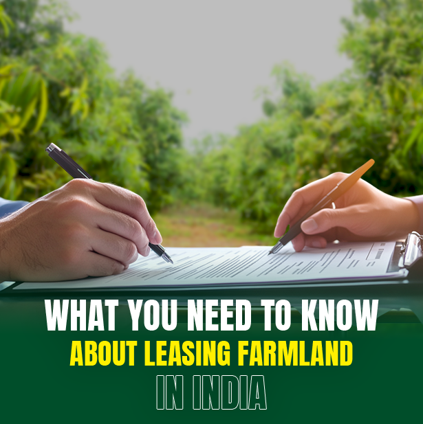 What You Need to Know About Leasing Farmland in India | M/S Holidays MangoFarms