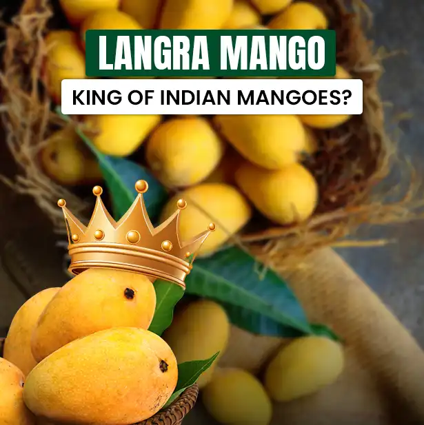 Langra Mangoes