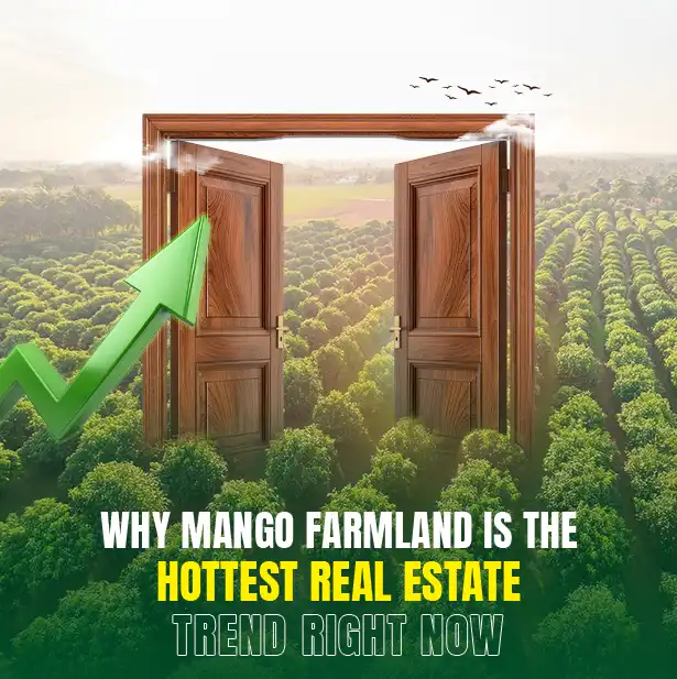 Why Mango Farmland Is the Hottest Real Estate Trend Right Now